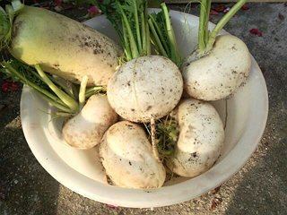 190202_kabudaikon.jpg